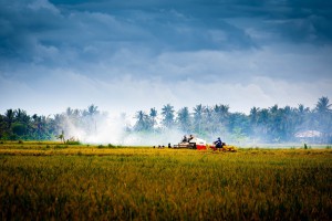 vietnam-countryside-1492029_1280