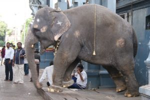 elephant lakshmi