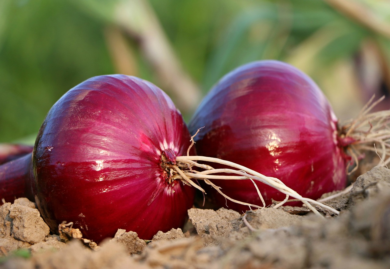 Légumes racines