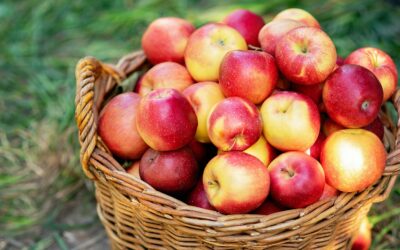 La cuillère vide-pommes de Triangle : une préparation facile et rapide des fruits