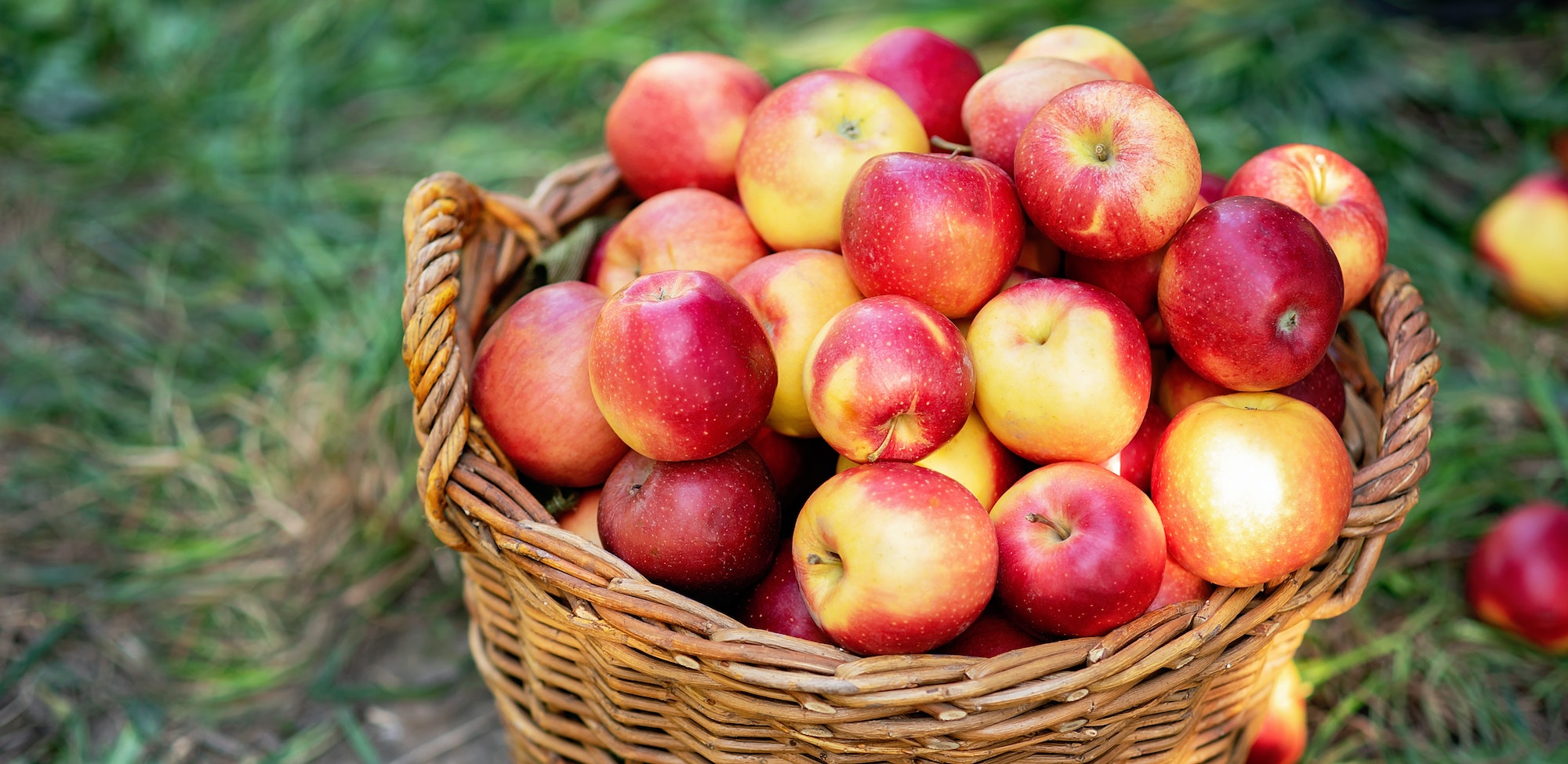 pommes du jardin