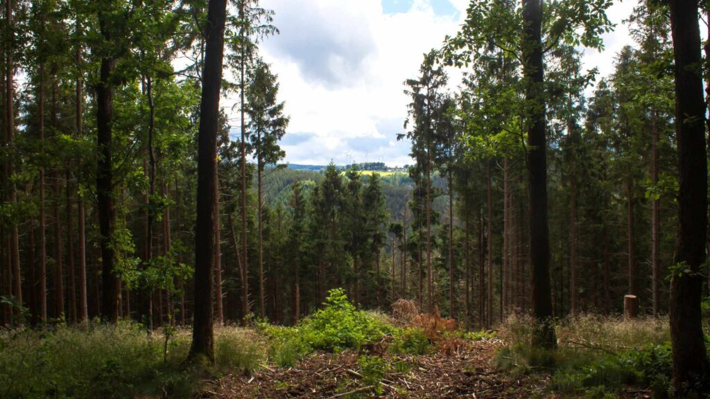 forêt Ardennes
