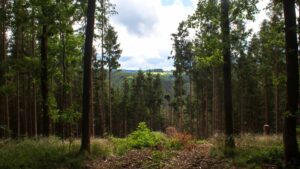 forêt Ardennes