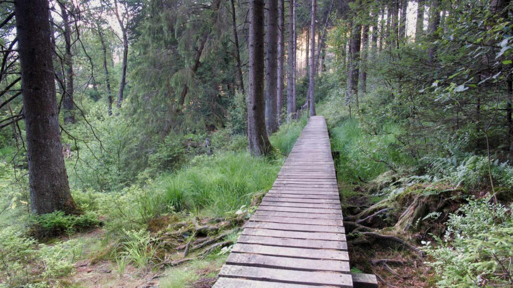 forêt en Ardennes